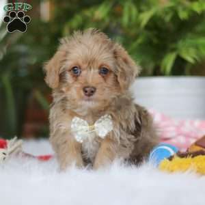 Parker, Yorkie Poo Puppy